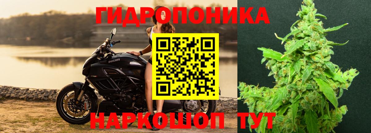 Шишки марихуана марихуана Архангельск